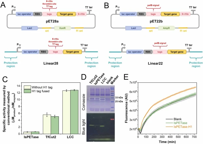 (A, B) The plasmid and linear DNA templates used in CFS. (C) Specific activity comparation of PETase (IsPETase, LCC and TfCut2) with or without H1 tag. Enzymes were produced through conventional in vivo expression and Ni-NTA purification. Enzyme activity analysis was performed on PET film with 500 n