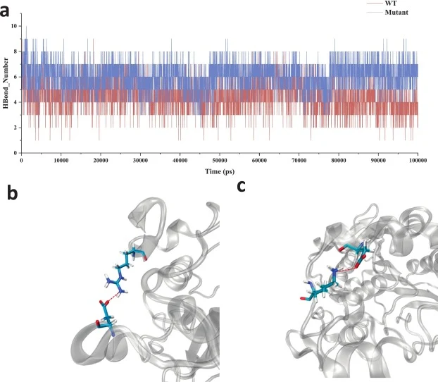 The analysis of hydrogen bonds (a) and salt bridge changes during 100 ns MD simulation of WT (b) and NF (c).