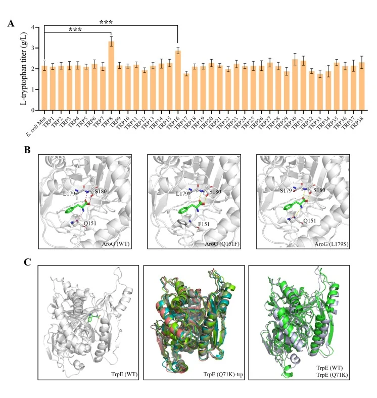 Identification of mutations in E. coli Mut strain beneficial for l-Trp production. (A) Shake flask analysis of the effect of mutations on l-Trp production in E. coli Mut strain. (B) Binding mode analysis of l-phenylalanine with AroG. Red and yellow dotted lines indicate hydrogen-binding interactions