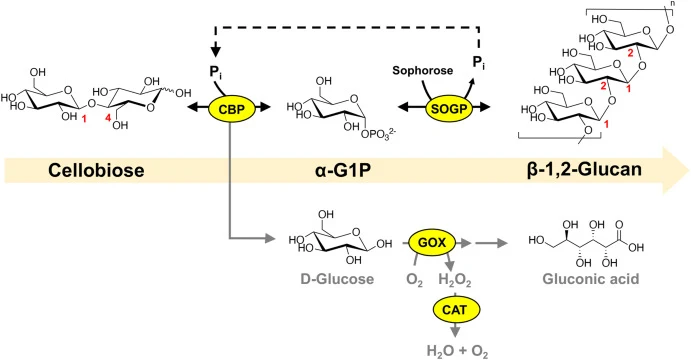 Schematic representation of the production of β-1,2-glucan from cellobiose via an in vitro synthetic enzymatic biosystem. The enzymes include cellobiose phosphorylase (CBP), β-1,2-glucan phosphorylase (SOGP), glucose oxidase (GOX) and catalase (CAT). Intermediates are abbreviated as follows: α-G1P,