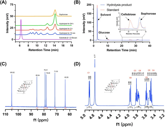 Structural characterization of β-1,2-glucan. (A) Hydrolysis profile of purified β-1,2-glucan with CpSGL and PdSGL using Bio-Rad HPX-42A column; (B) HPLC chromatograms of hydrolysis end-products analyzed using a Thermo Hypersil GOLD Amino column; (C) 1H NMR spectrum of purified β-1,2-glucan polymers;