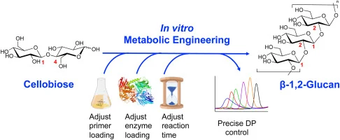 Precise biosynthesis of β-1,2-glucan from cellulosic materia