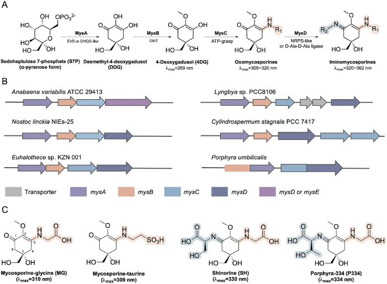 The biosynthetic gene clusters (A), biosynthetic pathway (B) and representative mycosporine-like amino acids (C). The two highlighted side chains correspond to the amino acid residues introduced into the 4-deoxygadusol skeleton by MysC (pale peach) and MysD (grayish cyan), respectively. EVS: 2-epi-5