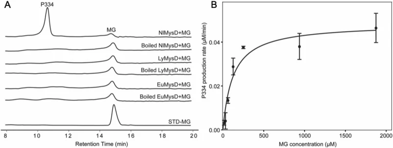 验证四种已知MysD同源物在大肠杆菌中异源表达，其中NlMysD以P334为产物（A）。NlMysD催化MG、ATP和L-Thr生成P334的米氏方程图（B）。