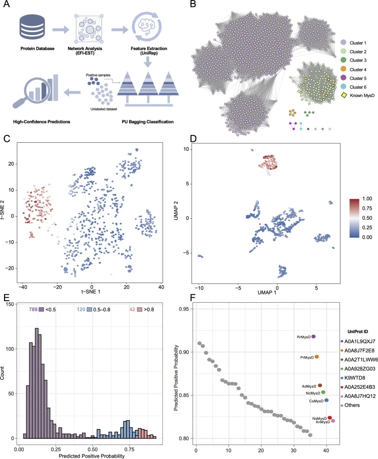 Machine learning-assisted functional mining and screening of the MysD family. (A) Integrated data-driven workflow for the discovery of novel MysD homologues. (B) Sequence Similarity Network (SSN) of MysD homologues generated via EFI-EST, with known MysD sequences (yellow diamonds) cluster within Clu