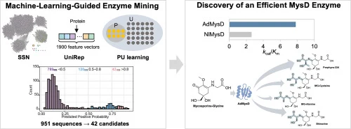 Machine learning-assisted discovery of AdMysD for enhanced p
