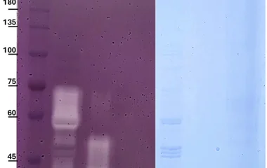 重组内切葡聚糖酶在酿酒酵母JARC06不同细胞组分的酶谱分析。泳道1:预染蛋白分子量标记;泳道2:胞内(细胞质)酶提取物;泳道3:DTT处理后释放的细胞壁相关酶;泳道4:酶……