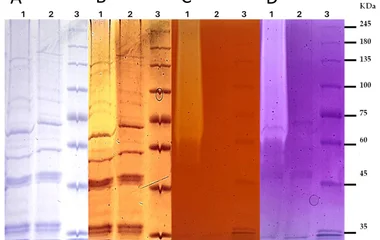 Zymographic analysis of endoglucanase activity in cytoplasmic extracts of Saccharomyces cerevisiae. SDS–PAGE gels copoly