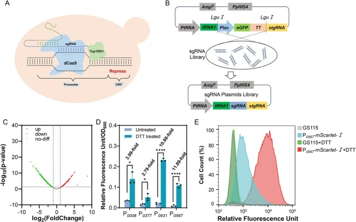 CRISPRi‐dCas9‐Tup1RD1 knockdown system and UPR reporter selection. (A) Mechanism of the CRISPRi‐dCas9‐Tup1RD1 knockdown 