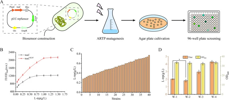 Construction of an L-tryptophan biosensor and its application in L-tryptophan-producing strains. A Schematic illustration of the mechanism for screening an L-tryptophan chassis strain by combining biosensor construction with ARTP mutagenesis. B Comparison of L-tryptophan concentration–dependent fluo