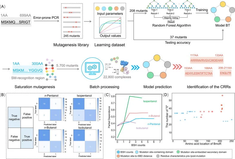 Machine learning-driven identification of the CRRs for SM orthogonality. (A) The whole process of machine learning-driven identification of the CRRs for SM orthogonality. Dataset construction. A training dataset of 245 error-prone PCR mutants was generated, and the response values to four SMs were t