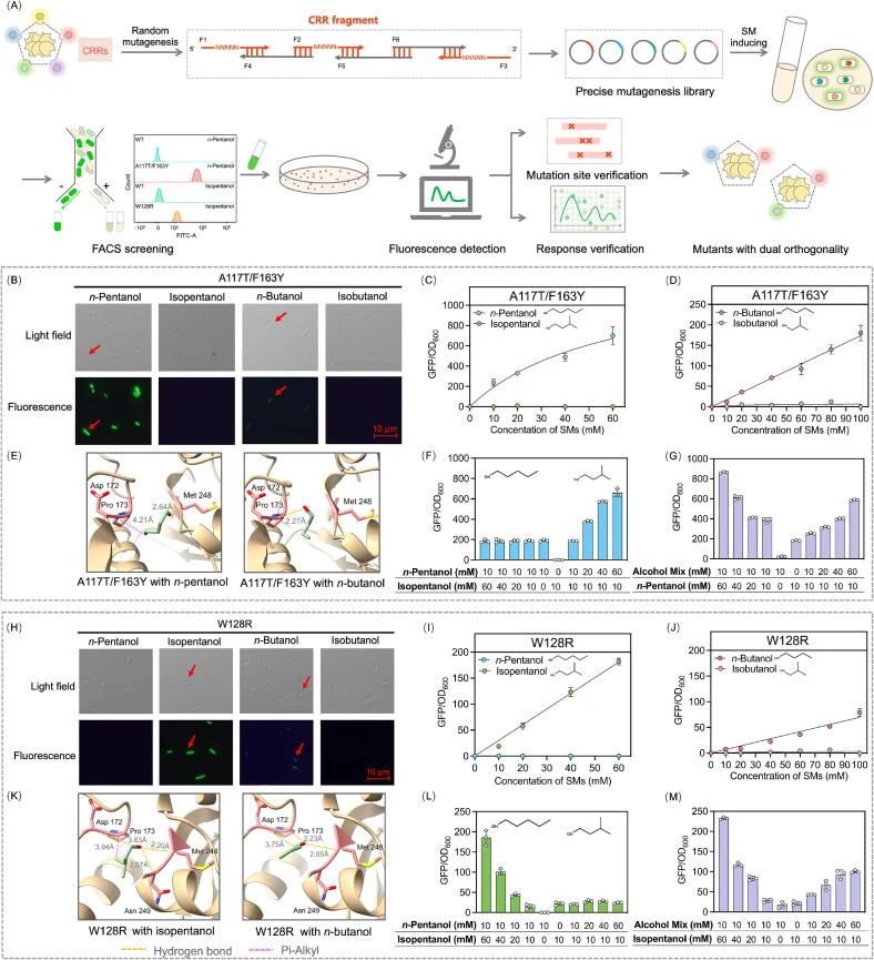 Engineering of the CRRs for screening mutants with dual orthogonality. (A) The whole engineering and screening process of the mutagenesis library of the CRRs. A precise mutagenesis library targeting the residues within the CRRs was constructed using degenerate primers. High-throughput screening of m