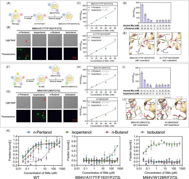 Rational design of mutants with strict orthogonality. (A) The rational design process of BmoR A117T/F163Y . The mutation sites M94V/F272L or S240P could enable BmoR to selectively sense isobutanol over n -butanol while retain pentanol responsiveness. These mutations were individually introduced into