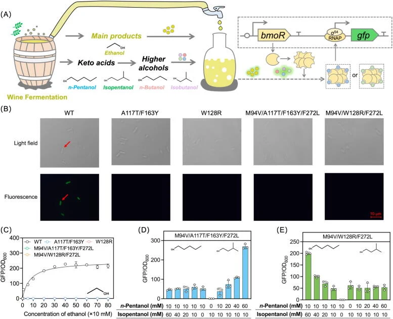 Robust orthogonality validation against ethanol interference. (A) The whole detective process of the flavor compounds in wine fermentation. The by-products including n -pentanol, isopentanol, n -butanol and isobutanol influenced the mouthfeel of the wine. SSO-enabled BmoR-based biosensor could monit