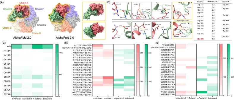 Modeling BmoR hexamer to identify key residues for pentanol orthogonality. (A) The hexamer structures of wild-type BmoR simulated by AlphaFold 2.0 and AlphaFold 3.0, respectively. (B) 11 interactions of the key residues between Chain A and Chain B. (C) The response values of alanine substitutions at
