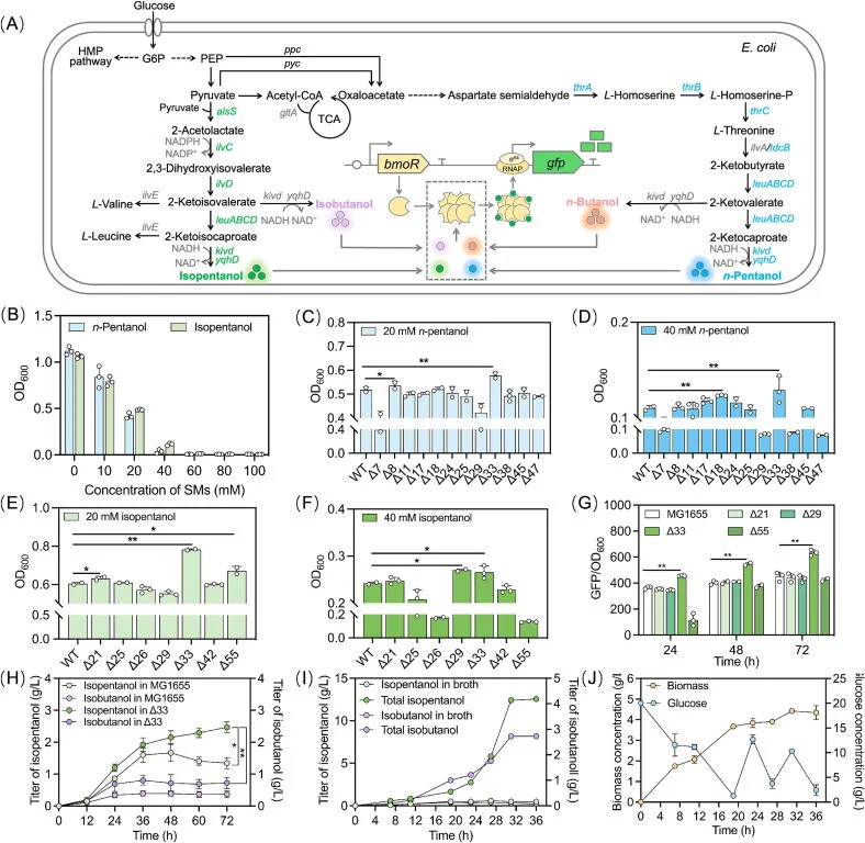 Application of strictly orthogonal mutant in isopentanol production. (A) The biosynthetic pathway of n -pentanol, isopentanol, n -butanol and isobutanol in E. coli . (B) The tolerance of wild-type MG1655 to n -pentanol and isopentanol. (C) Selection of the tolerance strains from a library of E. coli