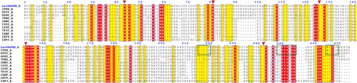 LacSAGZM identification and sequence analysis. Multiple sequence alignment (MSA) of LacSAGZM with connected protein sequences. The aligned amino acid sequences are Uncharacterized B. stearothermophilus protein (PDB ID: 1T8H), hypothetical protein YlmD from G. stearothermophilus (PDB ID: 6T0Y), YfiH