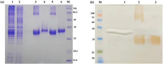 Expression and purification of recombinant LacSAGZM. (a) SDS-PAGE analysis of recombinant LacSAGZM. Lane 1: Crude protein extract from recombinant LacSAGZM. Lane 2: Flowthrough of unspecific proteins. Lanes 3-4: Purified LacSAGZM treated with different concentrations of DTT. Lanes 5-6: Purified LacS