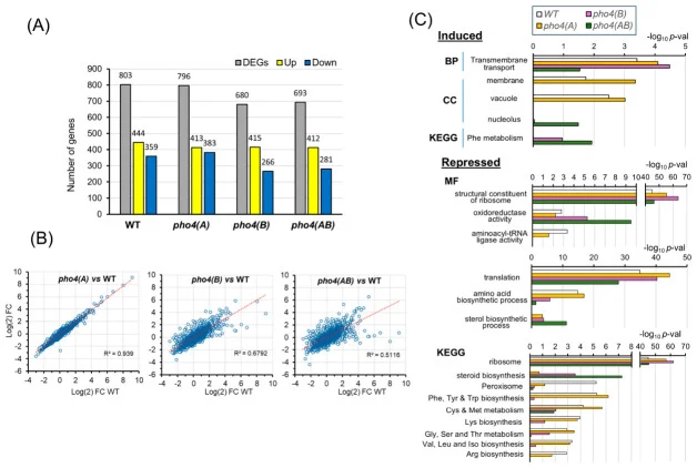 Effects of Pi starvation on the transcriptional response of wild-type and Pho4-deficient cells. ( A ) Number of differentially expressed genes (DEGs), up-regulated or down-regulated (log2 ≥ 1 or ≤ −1 and p -value ≤ 0.01 ratio for the low Pi/high Pi comparison) in wild-type cells and the indicated mu