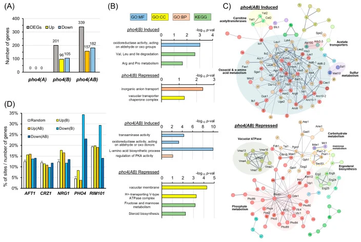 Functional analysis of genes affected by the pho4(A) and pho4(B) mutations in K. phaffii. ( A ) Genes whose expression is affected by |log2 FC| ≥ 1 in the different mutants in comparison with the wild-type strain in cells growing under Pi limitation. Up, upregulated by the mutation; Down, downregula