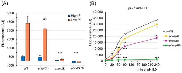 PHO89 -driven GFP expression in response to low Pi and high pH. ( A ) The indicated cells carrying an integrated pPHO89-GFP construct were grown for 24 h in medium containing 7.35 mM KH 2 PO 4 (high Pi) or no added phosphate (low Pi). ( B ) The indicated strains were grown to OD 600 0.6–0.8, and ali