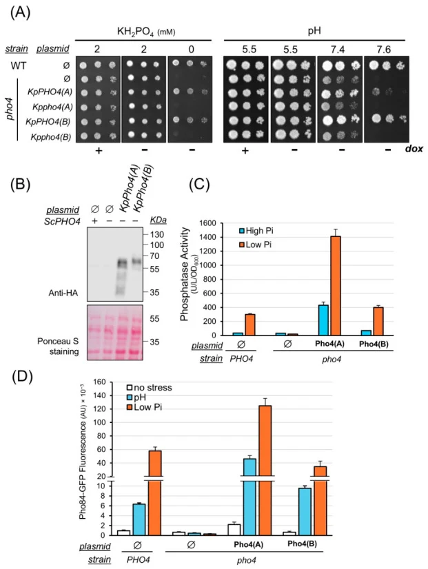 The expression of Pho4(A) and Pho4(B) complements the pho4 mutation in S. cerevisiae . ( A ) Strain DBY746 and its derivative MAC008 ( pho4::kanMX ) were transformed with the empty vector pCM189 (Ø) or the same vector carrying a 3xHA-tagged version of KpPHO4(A) , KpPHO4(B) , or their mutated version