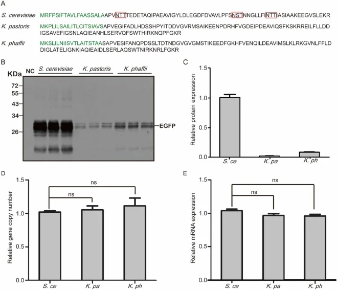 Secretion of the reporter EGFP mediated by α-MF secretion signal leaders from S. cerevisiae, K. pastoris, or K. phaffii. A. The amino acid sequences of the α-MF secretion signal leaders from S. cerevisiae, K. pastoris, and K. phaffii. The amino acids color-labeled in green represent the pre-peptide