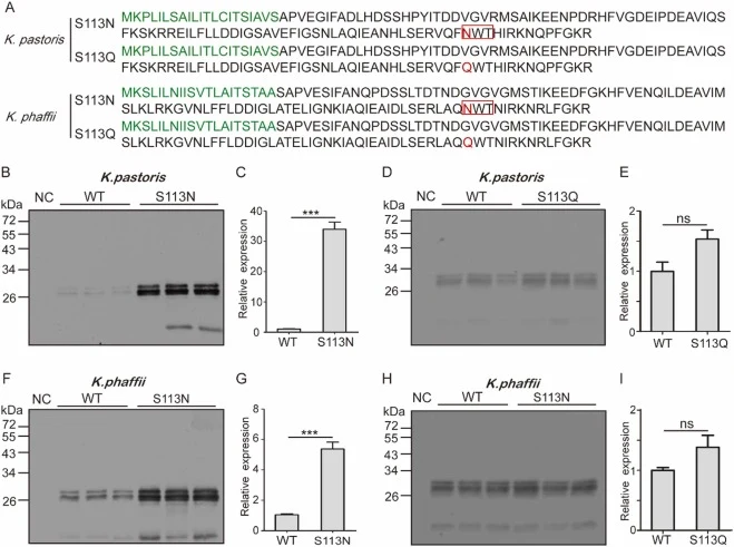 Impact of introducing a N-linked glycosylation site in the α-MF secretion signal leaders from K. pastoris and K. phaffii on EGFP secretion. A. Mutant sequences of the α-MF secretion signal leaders from K. pastoris and K. phaffii. The Serine (S) at position 113 in the α-MF secretion signal leader seq