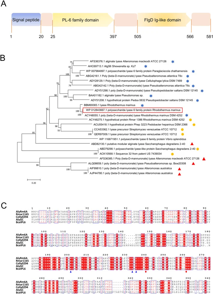 Sequence analysis of AlyRm6A was performed using various tools. (A) The conserved domains of AlyRm6A. (B) Phylogenetic analysis of AlyRm6A along with other alginate lyases from the PL6 family using MEGA 7.0 software. The accession numbers for the corresponding alginate lyase sequences are accompanie