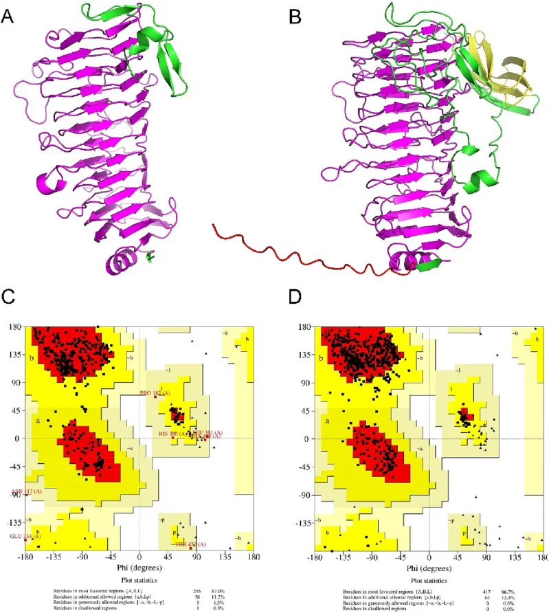 (A) Homology model by SWISS-MODEL. (B) Model predicted by AlphaFold2. (C) The Ramachandran plot of the homology model. (D) The Ramachandran plot of the AlphaFold2-based model. The signal peptide fragment is colored red, the PL6 family domain is colored purple, and the FlgD_Ig-like domain is colored