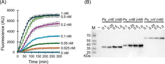 DNA template dosage modulates protein expression in CFPS. (A) Time courses of superfolder green fluorescent protein (sfGFP) synthesis in CFPS reactions primed with PCR-amplified templates at the indicated DNA concentrations. DNA dosages at ≥ 0.5 nM saturated the final sfGFP level, but the initial ex