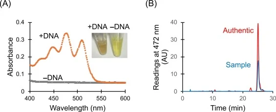 无细胞途径产生的番茄红素的比色读出。(A)含(+DNA)或不含(−DNA)途径模板的番茄红素合成反应的吸收光谱,证实提取后典型的番茄红素峰,并展示有产物与无产物反应之间的颜色差异。