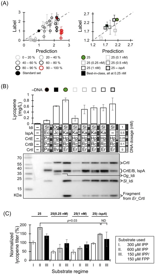 HAL-guided inverse design and local refinement of lycopene pathways. (A) Predicted versus measured lycopene titers for input combinations selected by inverse design using the HAL-trained surrogate, grouped by targeted output bands and including the standard set and high-performing combination 25 hig