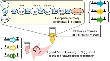 Lycopene pathway rewiring by combinatorial co-expression of