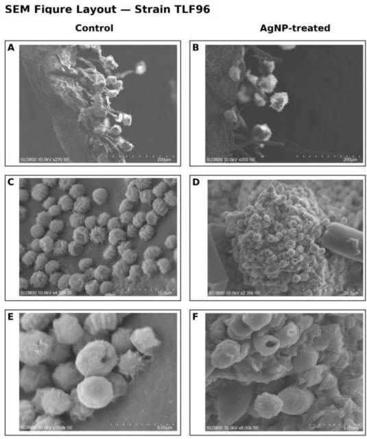 TLF96对照组(A,C,E)和AgNPs处理组(B,D,F)的SEM图像。