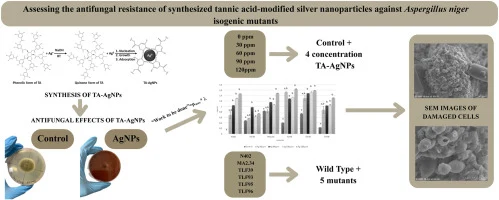Assessing the antifungal resistance of synthesized tannic ac