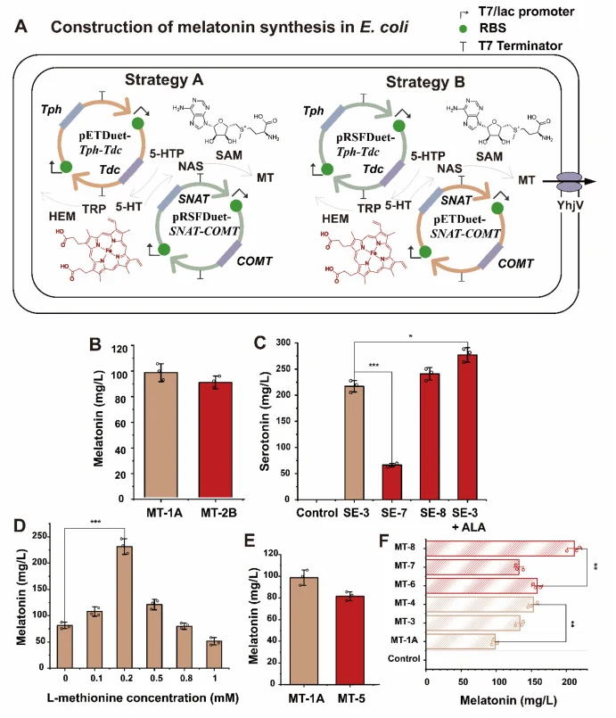 Achieving synthesis and enhancement of the melatonin concentration in E. coli. (A) A diagram illustrating the biosynthetic route of melatonin within E. coli, along with the two distinct approaches for incorporating foreign genes. (B) The effects of Strategies A and B on melatonin titer. (C) The impa