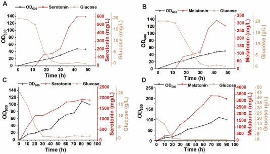 Serotonin and melatonin production under batch and fed-batch fermentation conditions. (A) Batch fermentation profile of serotonin production by strain SE-6. (B) Batch fermentation profile of melatonin production by strain MT-8. (C) Fed-batch fermentation profile of serotonin production by strain SE-