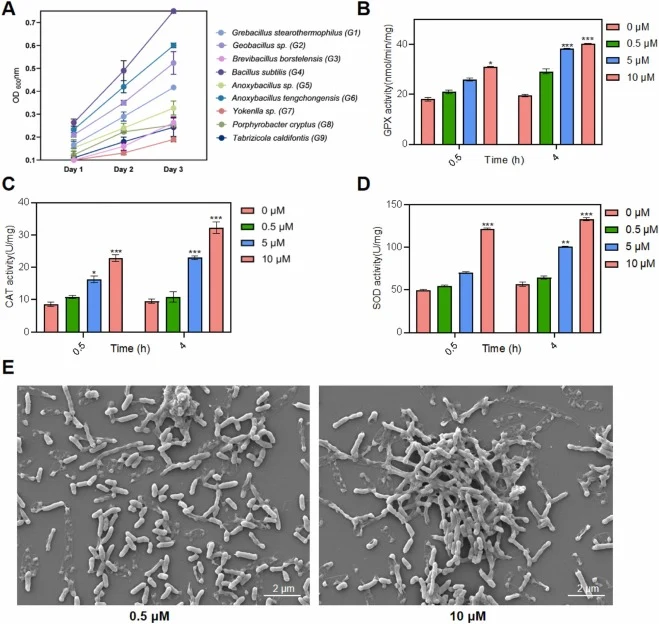 Growth, colony morphology, and antioxidant enzyme activities of bacterial strains under Hg stress. (A) Growth curves of nine bacterial strains (G1–G9) measured by optical density (OD) over three days. (B–D) Enzyme activities (U/mL/min) over time under different heavy metal concentrations (0–10 µM):