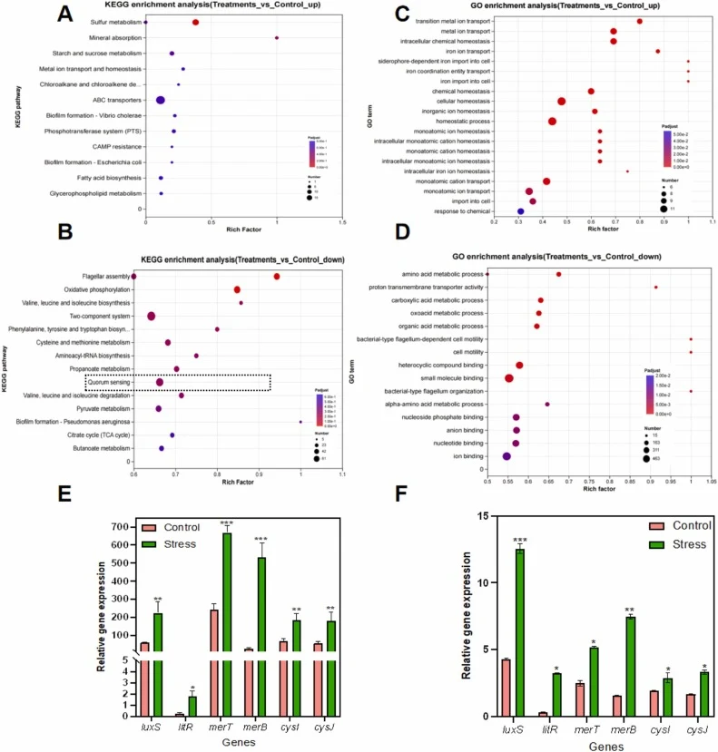 Transcriptomic profiling identifies differentially expressed genes and associated pathways in B. subtilis G4 under mercury stress. (A, B) KEGG pathway enrichment analysis of (A) upregulated and (B) downregulated genes. (C, D) Gene Ontology (GO) enrichment analysis showing significantly enriched term