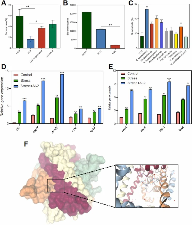 Analysis of bacterial survival rate, AI−2 production, gene expression, and physiological indicators under different treatments. (A) Survival rate of bacteria under different treatments. (B) AI−2 production (bioluminescence values) at different cell densities. (C) Effect of the culture supernatant fr