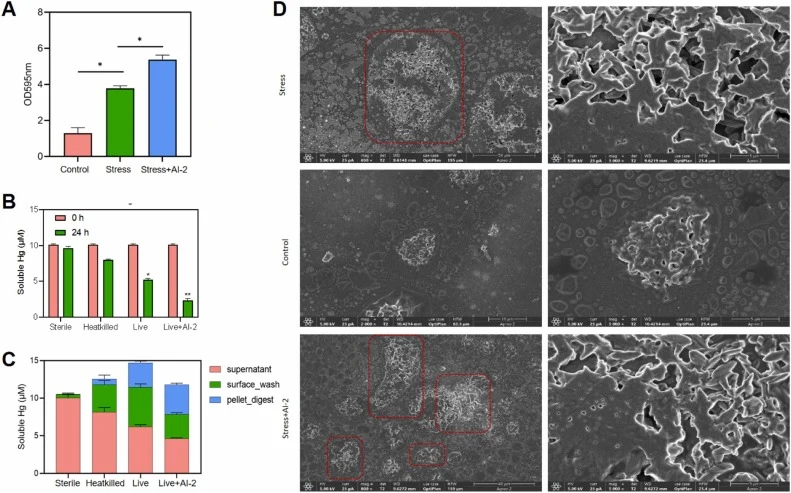 Effects of AI−2 on bacterial biofilm formation and Hg adsorption capacity. Bacterial biofilm formation under different treatments, measured by the OD₅₉₅ value.(A) Effects of AI−2 on bacterial biofilm formation under stress conditions. (B) Free mercury adsorption capacity of bacteria under different
