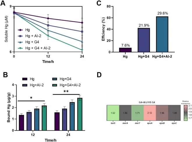 Sediment microcosm validation of AI−2-enhanced Hg immobilization. (A) Changes in soluble Hg concentration during 24 h incubation under Hg, Hg + AI−2, Hg + G4, and Hg + G4 + AI−2 treatments. (B) Sediment/biomass-associated Hg in the mixed pellet fraction at 12 and 24 h. This fraction includes sedimen