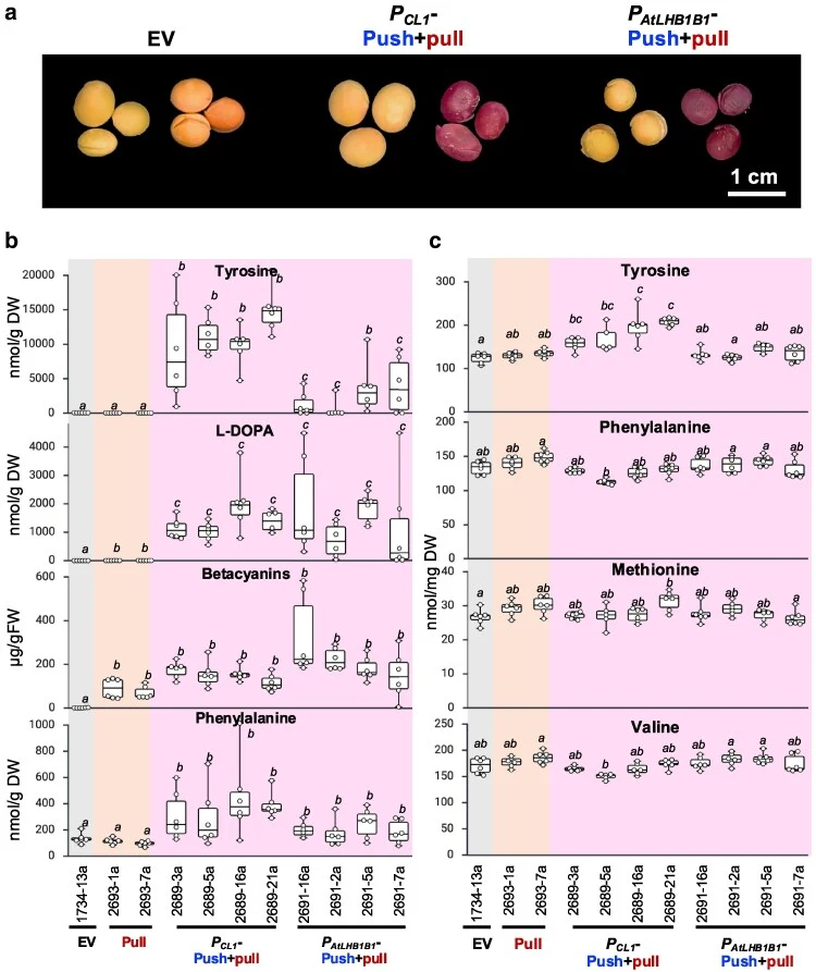 P CL1 -push + pull T 1 soybean seeds show elevated free and protein-bound tyrosine levels. a) Phenotypes of T 1 soybean seeds from EV, P CL1 -push + pull and P AtLHB1B1 -push + pull lines, shown with and without seed coats. b) Quantification of free tyrosine, L- DOPA, betacyanin, and phenylalanine l