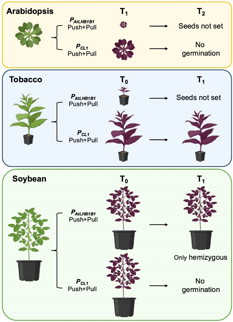 Cross-species comparison of betalain production reveals species- and/or promoter-dependent metabolic tolerance and life-cycle outcomes. Three distinct species (ie, Arabidopsis, tobacco, and soybean) were tested to stably express the optimized betalain pathway, combining an additional DODA and RUBY v