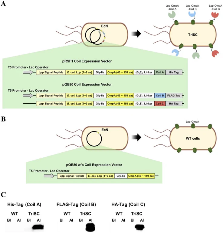 Construction and validation of three coil motifs in EcN. (A) Schematic representation of TriSCs harboring plasmids encoding Lpp–OmpA fused to coil motifs. (B) Schematic representation of WT cells harboring a plasmid encoding Lpp–OmpA without any coil motif. The pRSF1 Coil vector encodes Lpp–OmpA fus