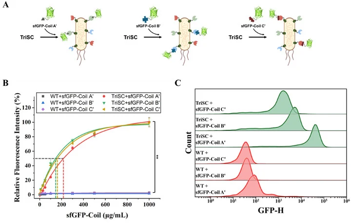 Specific and concentration‐dependent binding of sfGFP–Coil payloads to TriSCs. (A) Schematic representation of selective surface assembly of sfGFP–Coil A′, sfGFP–Coil B′, or sfGFP–Coil C′ on TriSCs through specific coiled‐coil interactions. (B) Relative fluorescence intensities of TriSCs and WT cell