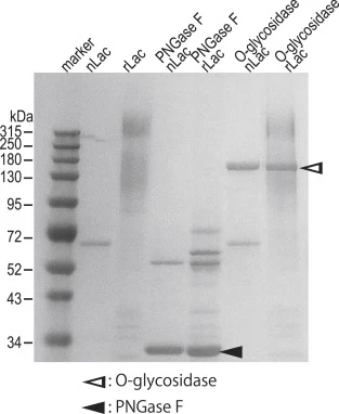 天然T. versicolor漆酶(nLac)和重组T. versicolor漆酶(rLac)的SDS-PAGE分析。纯化的酶与PNGase F和O-糖苷酶反应。凝胶经考马斯亮蓝染色。多次实验中观察到不完全切割的条带。