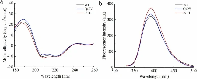 野生型和突变型κ-卡拉胶酶的CD和荧光光谱分析。(a) CD光谱。(b) 荧光光谱。