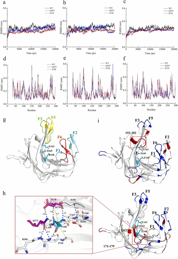 野生型和突变型κ-卡拉胶酶构象稳定性的分子动力学。(a–c) RMSD,分别在313 K (a)、323 K (b)和333 K (c)下。(d–f) RMSF,分别在313 K (d)、323 K (e)和333 K (f)下。(g) 野生型κ-卡拉胶酶模型。催化通道周围的“手指”区域编号为fr。